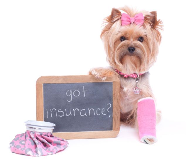 Protecting Your Pooch: The Benefits of Dog Insurance