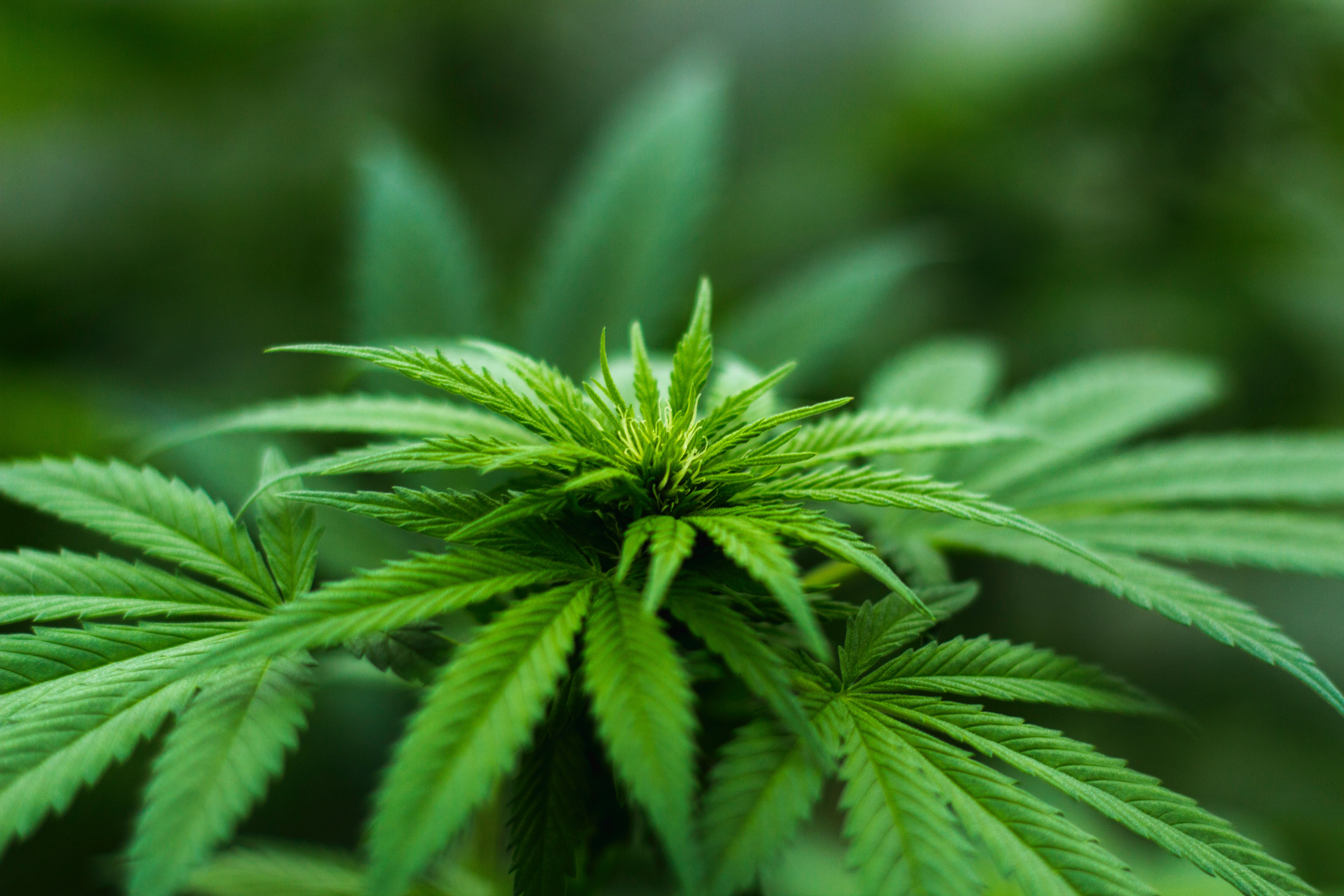 Budget Buds: Top 10 Discount Cannabis Strains