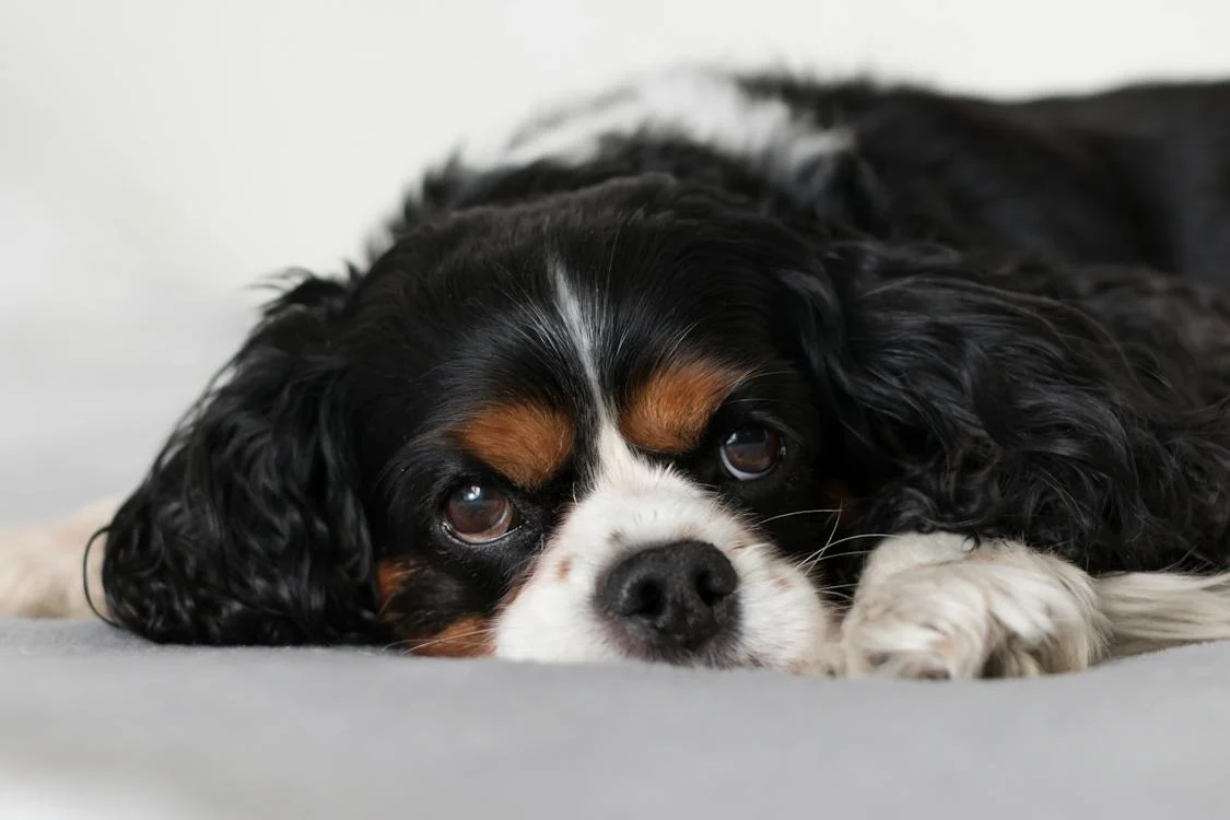 Elevate Your Lifestyle with a West Coast Cavaliers’ Cavalier King Charles Companion
