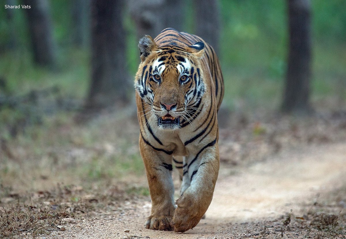 Unleash the Adventure: Luxury Tiger Safari Escapes in India