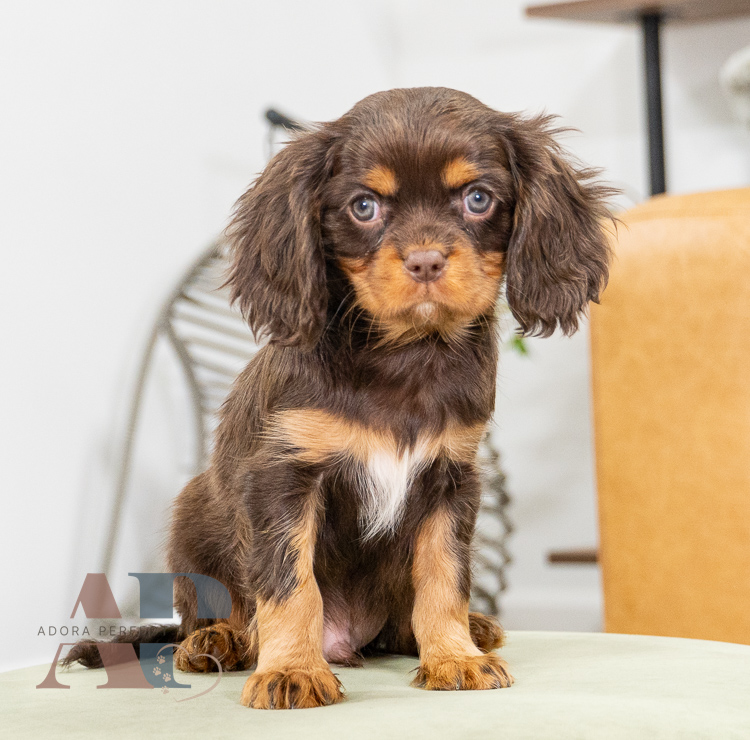 The Purebred Puzzle: Exploring the Possibility for Chocolate Cavaliers