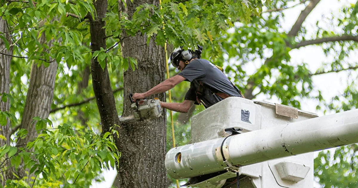 Harnessing Environmental Benefits: The Value of Investing in Tree Services